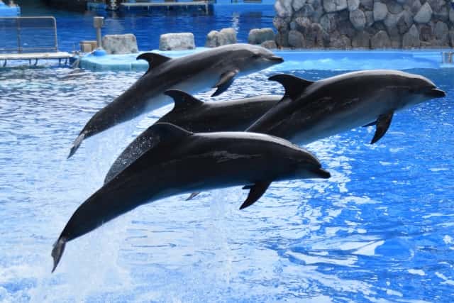 イルカ、水族館